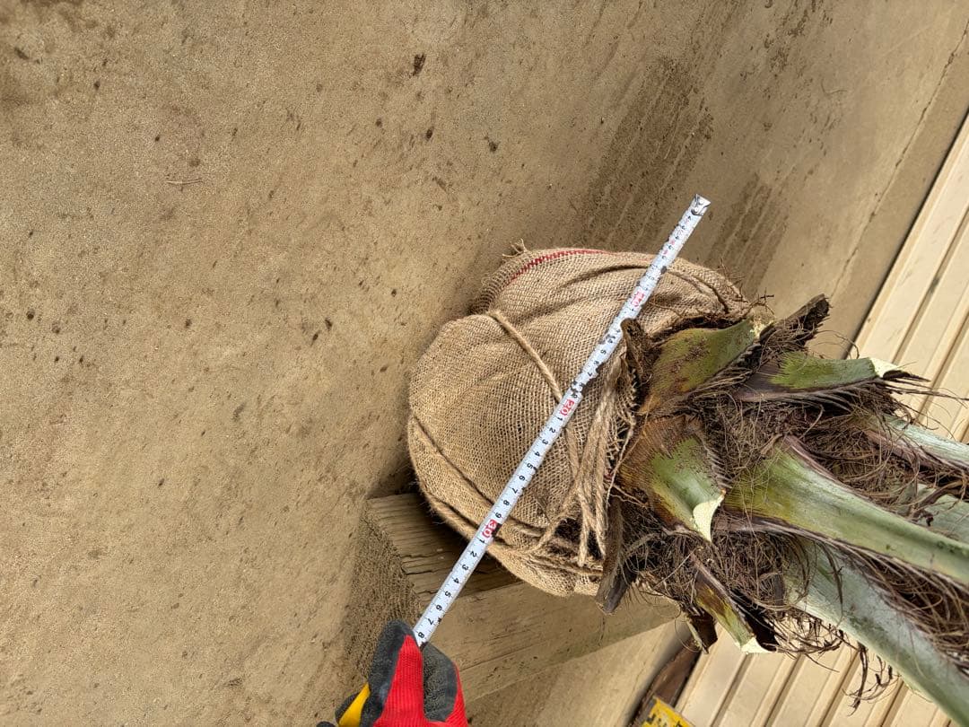 ココスヤシ　鉢上から160センチ