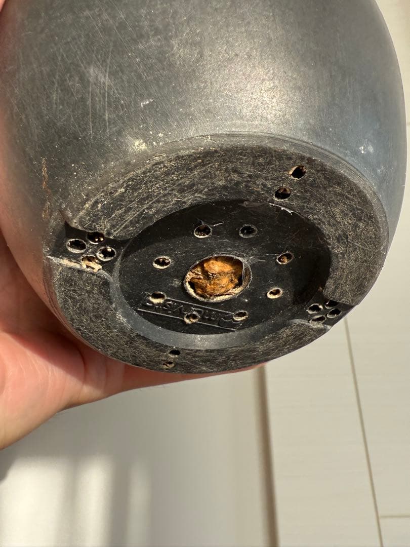 パキポディウム マカイエンセ 良型 大株 現地球 発根済み