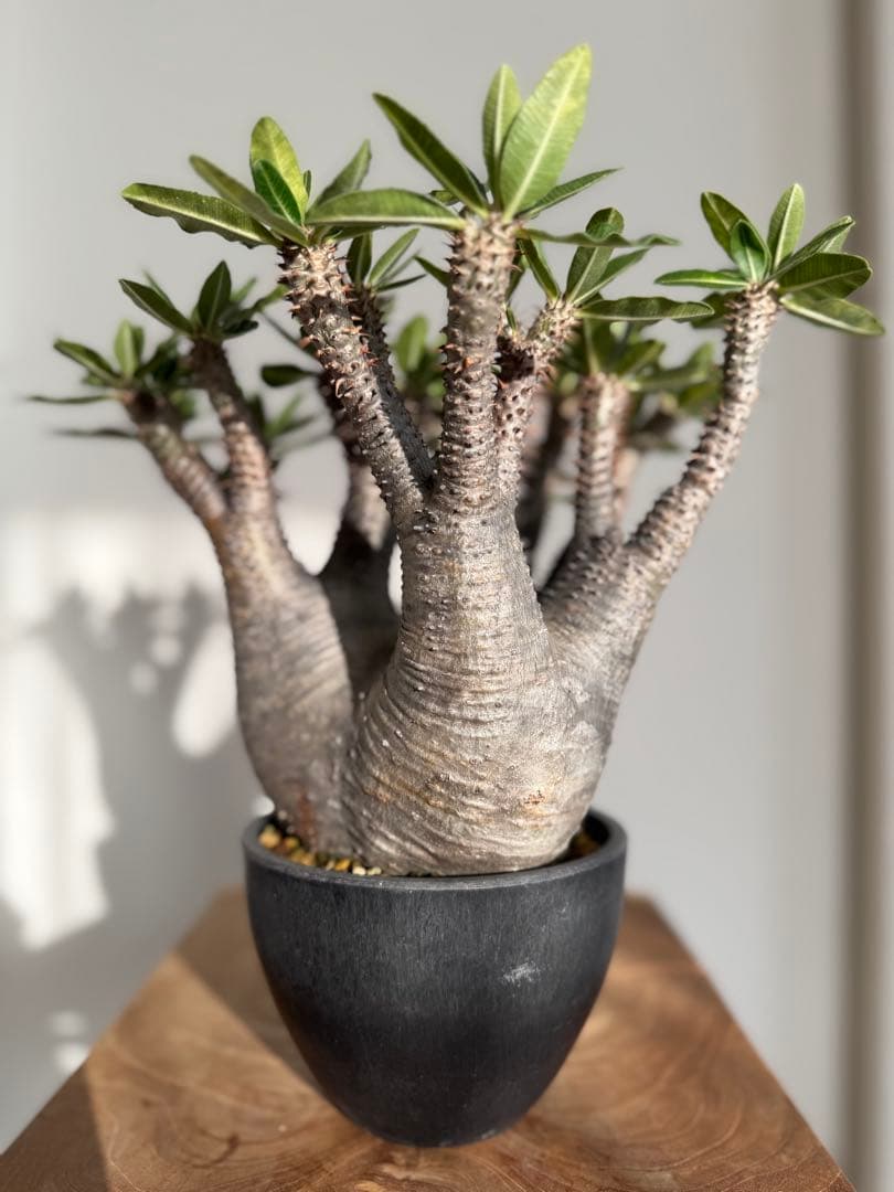 パキポディウム マカイエンセ 良型 大株 現地球 発根済み