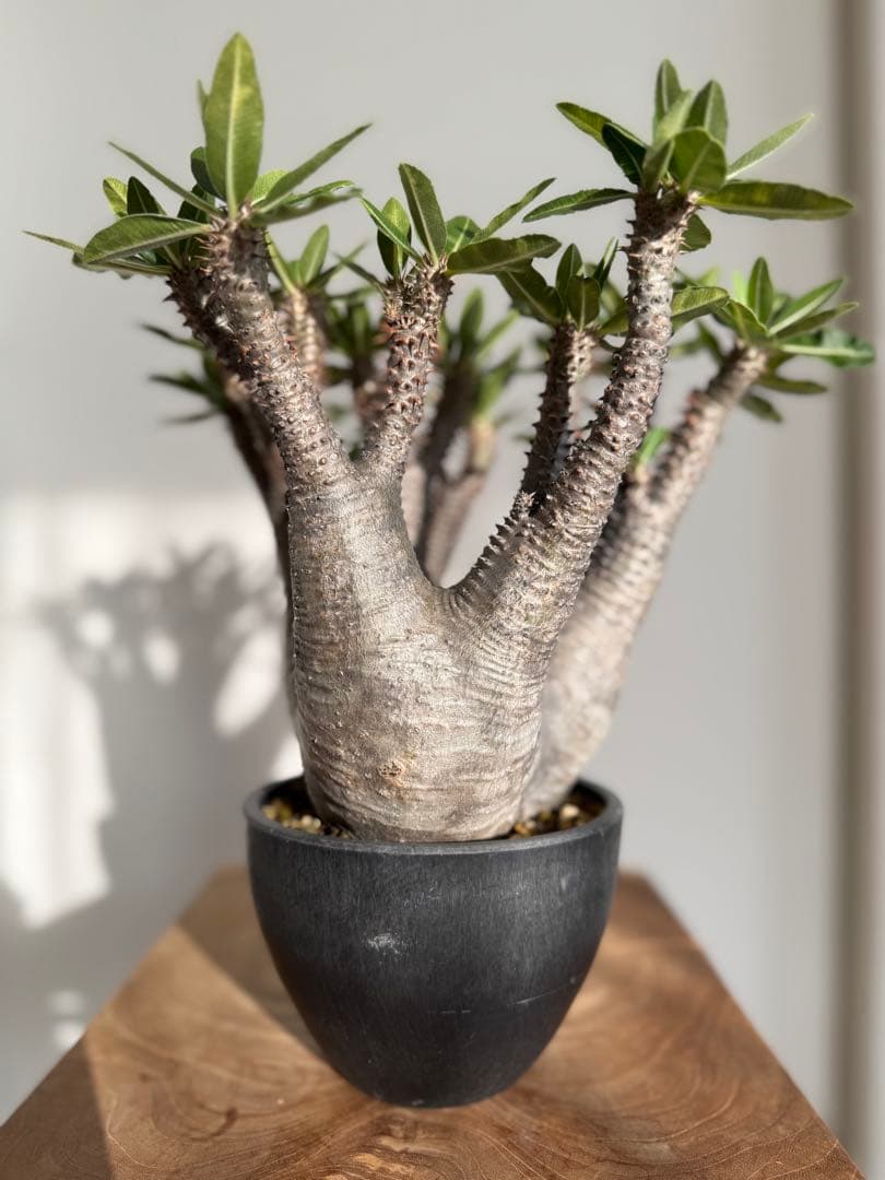 パキポディウム マカイエンセ 良型 大株 現地球 発根済み