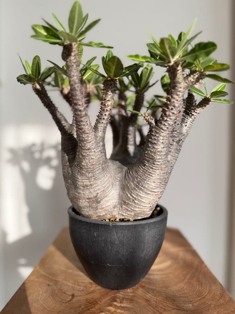 パキポディウム マカイエンセ 良型 大株 現地球 発根済み