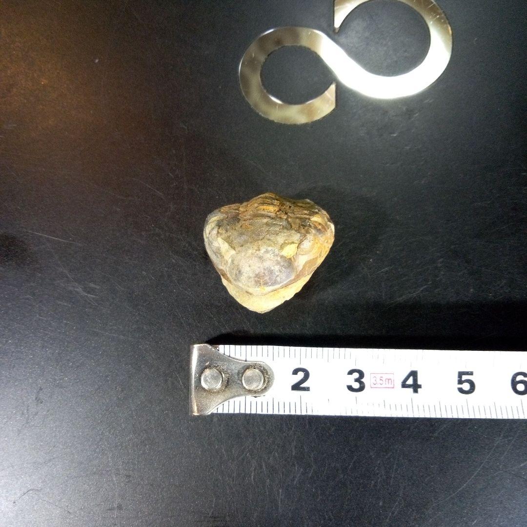 三葉虫　化石　fossil　海　ボリビア産　trilobite　海生動物判別④