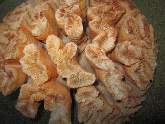 希少　本物の珊瑚の置物　整理番号、777