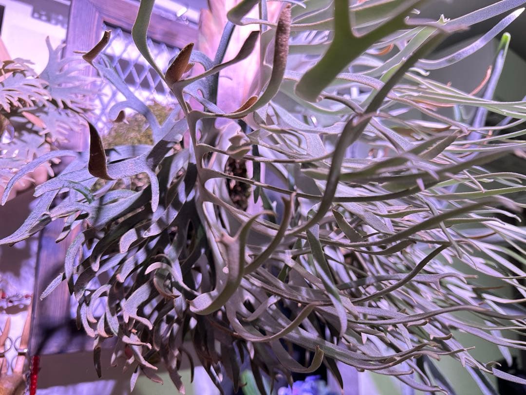 こ*び様 ビカクシダ 金童 胞子葉 胞子付き