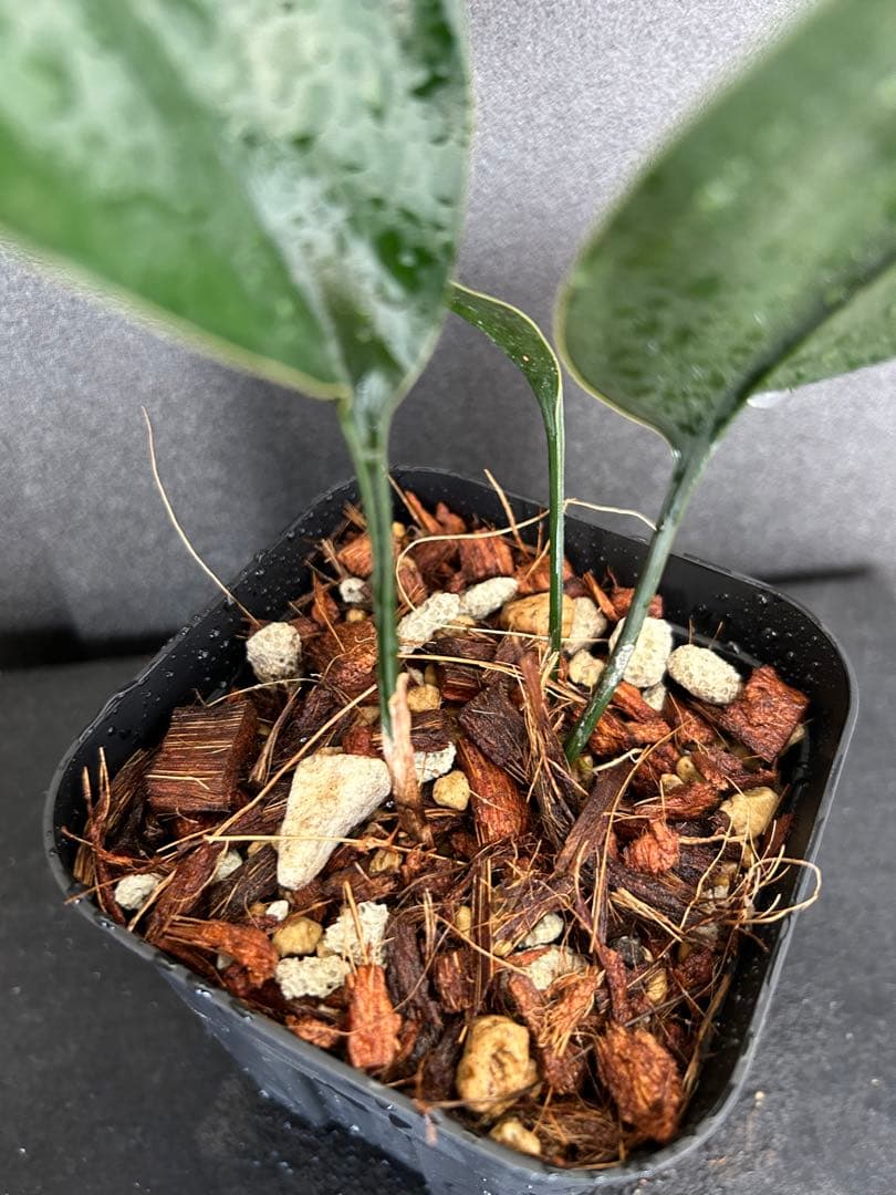 その他観葉植物 ASPIDISTRA BABENSIS 'BLACK LEAF'