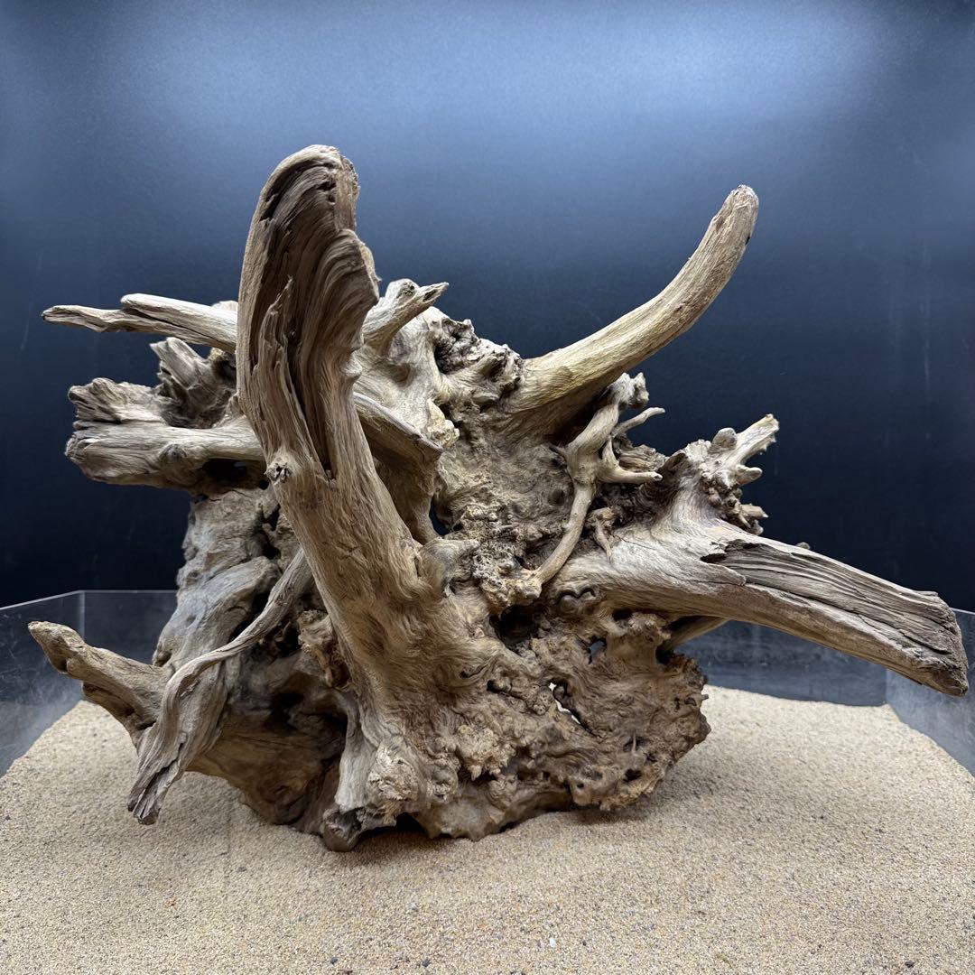 MJW-7216 「特大」ジンジャーウッド　1点物　天然流木 アクアリウム