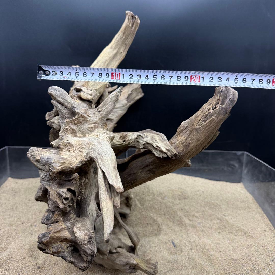 MJW-7216 「特大」ジンジャーウッド　1点物　天然流木 アクアリウム