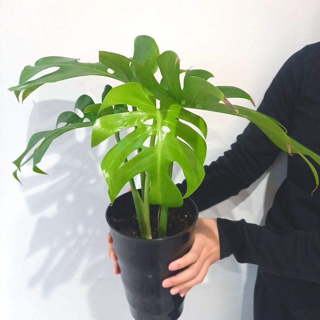 超絶希少 モンステラ デリシオーサ スケルトン