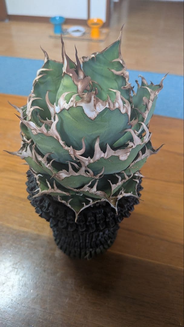 アガベ シーザー