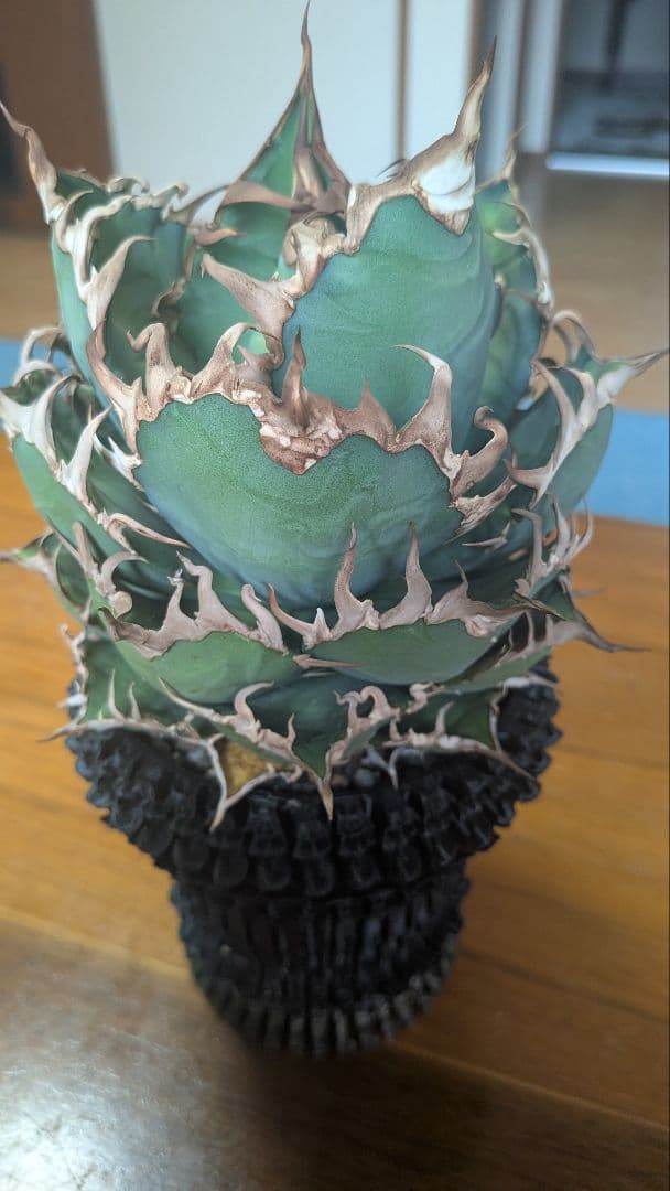 アガベ シーザー