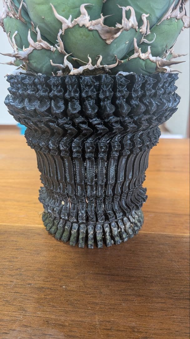 アガベ シーザー