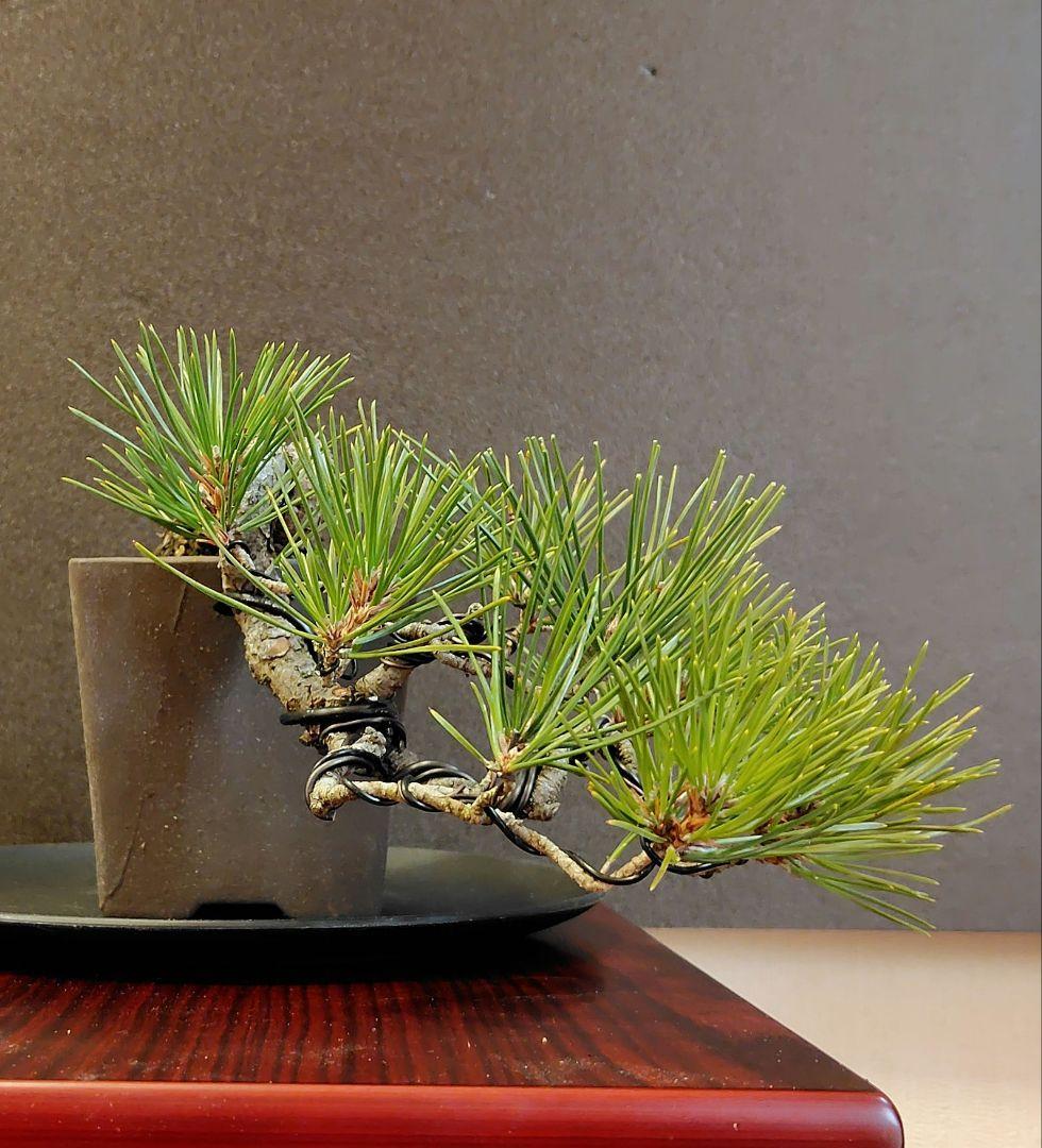 黒松盆栽！