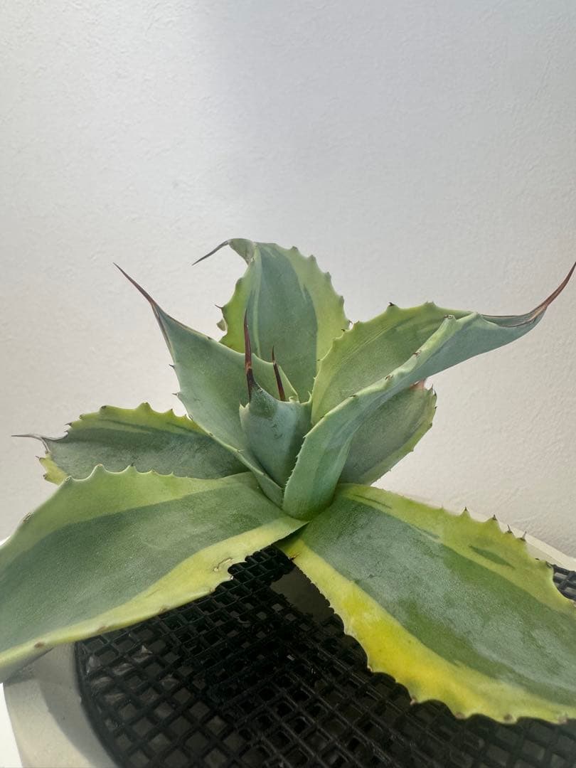 アガベ オバティフォリア　オルカ