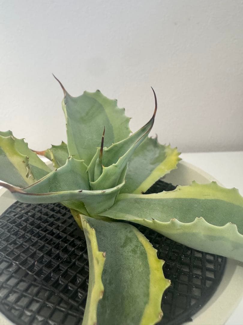 アガベ オバティフォリア　オルカ