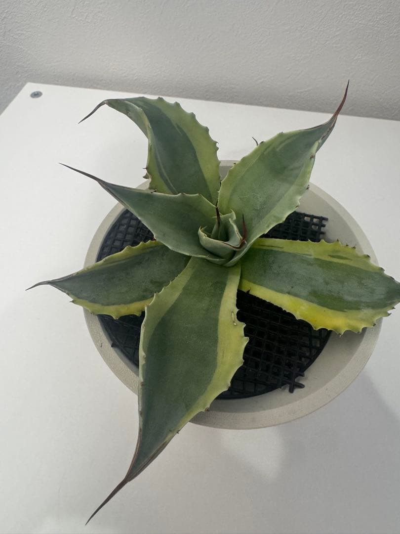 アガベ オバティフォリア　オルカ