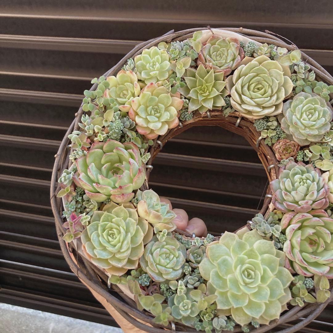 多肉植物　寄せ植え　リース　ww