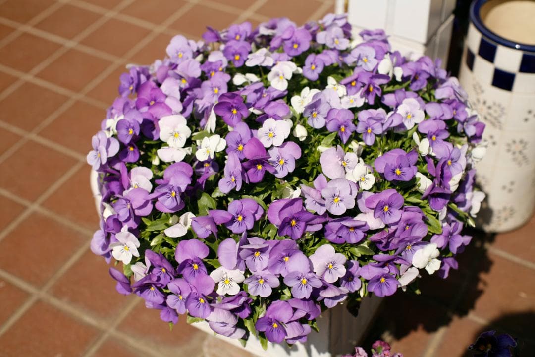 フィルムカメラ PENTAX SMC TAKUMAR f1.4 50mm M42 L79