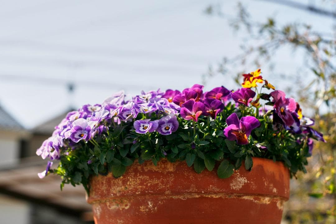 フィルムカメラ PENTAX SMC TAKUMAR f1.4 50mm M42 L79