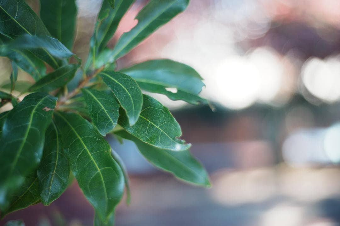 【整備＆テスト済】Nikon Ai-s Nikkor 50mm f1.8 346