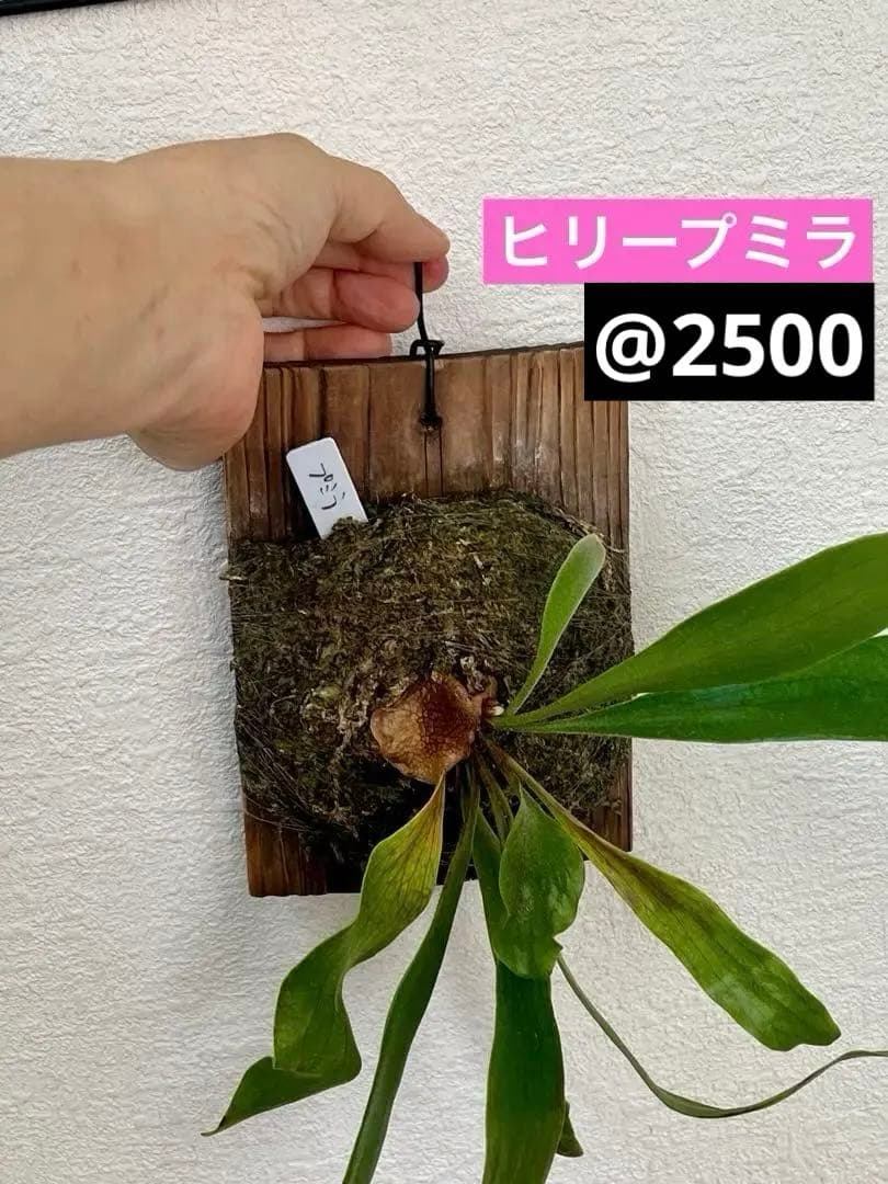 ビカクシダ　中型　その1