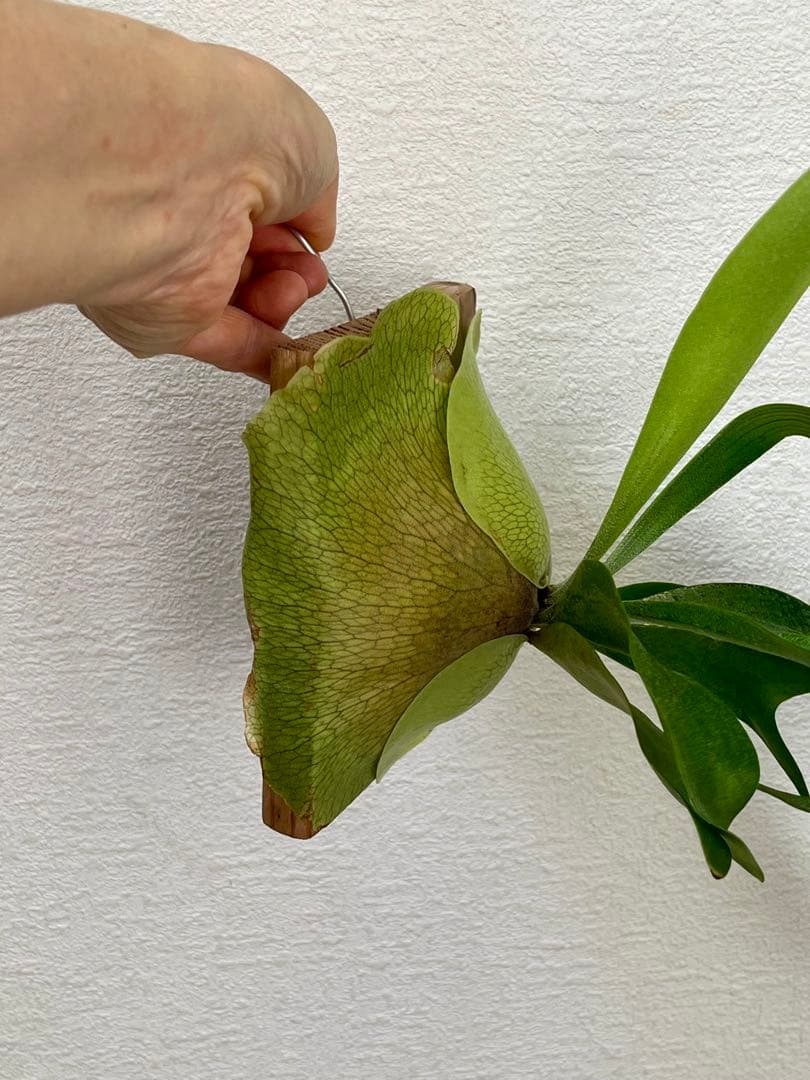 ビカクシダ　中型　その1