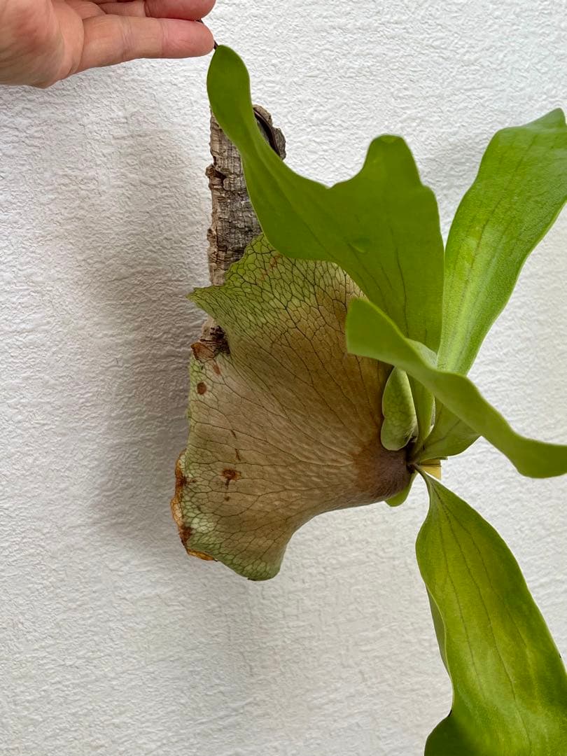 ビカクシダ　中型　その1