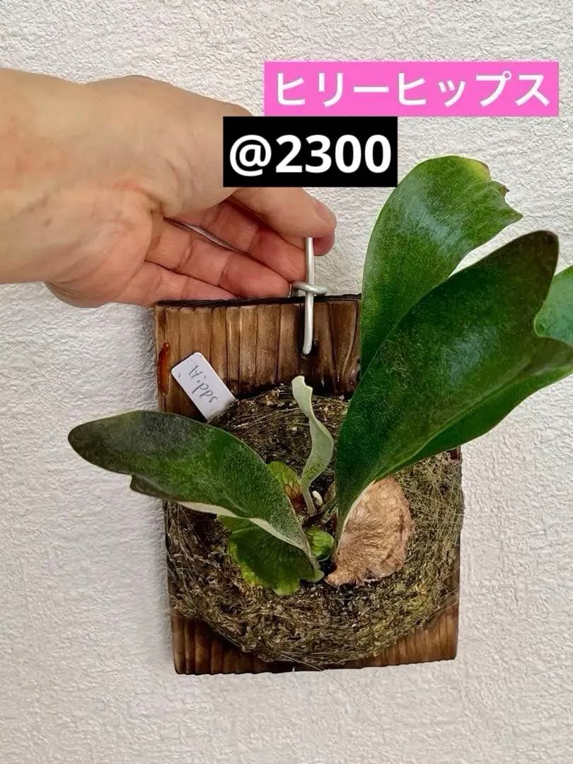 ビカクシダ　中型　その1