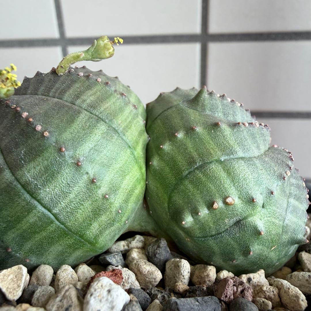 b*i様 ユーフォルビア オベサ 実生モンスト 分頭