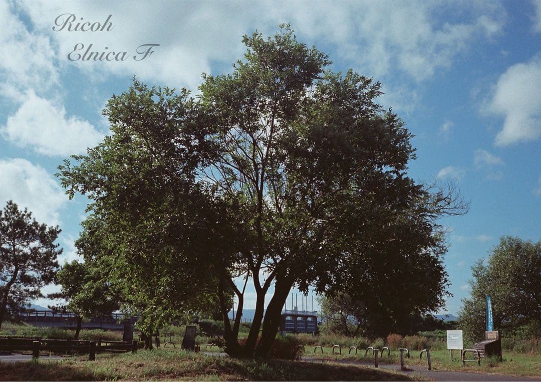 希少品！超美品！完動品★リコー elnica f★フィルム入門＊初期保証＊試写済