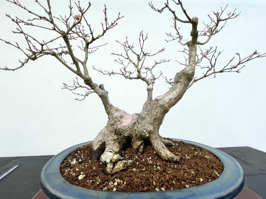 三河盆栽　板屋紅葉　イタヤモミジ　盆栽　極太　変わり木　葉物　希少品種　古木