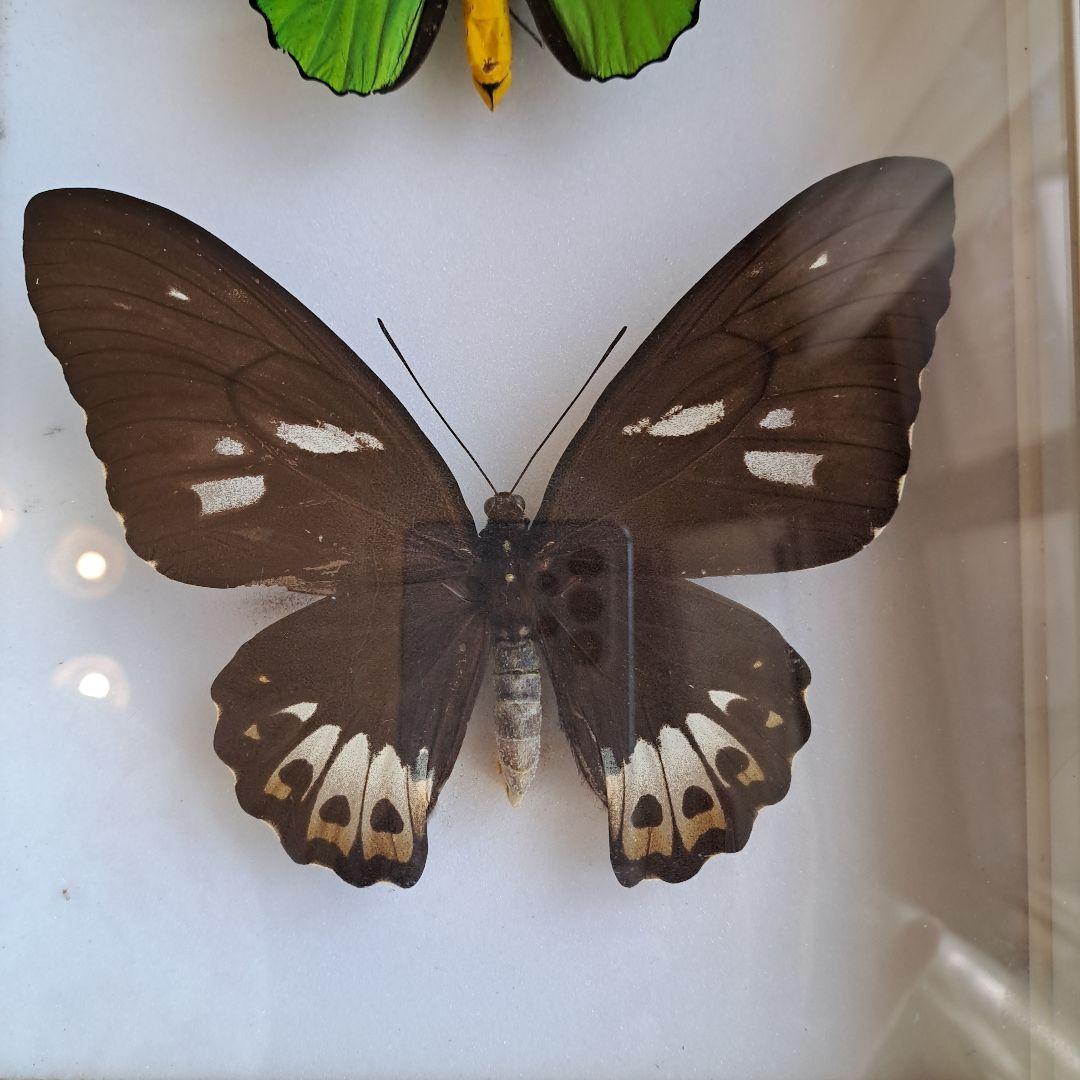 メガネトリバネアゲハ　大型標本