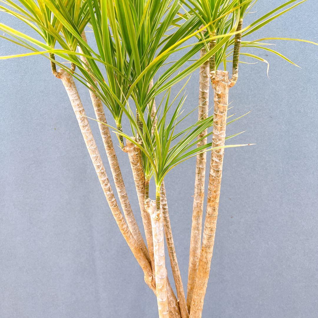 現品　ドラセナ　コンシンネ　ホワイボリー　5番　観葉植物　特大　インテリア　室内