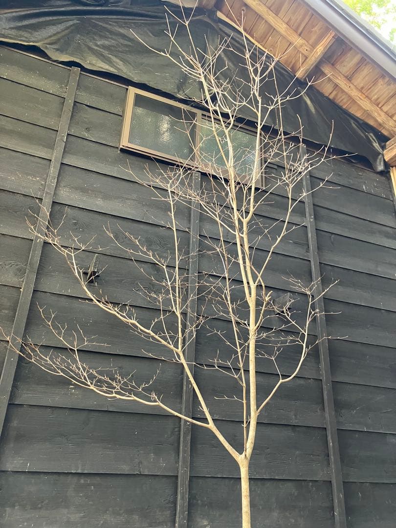 41 山採り　ヤマボウシ