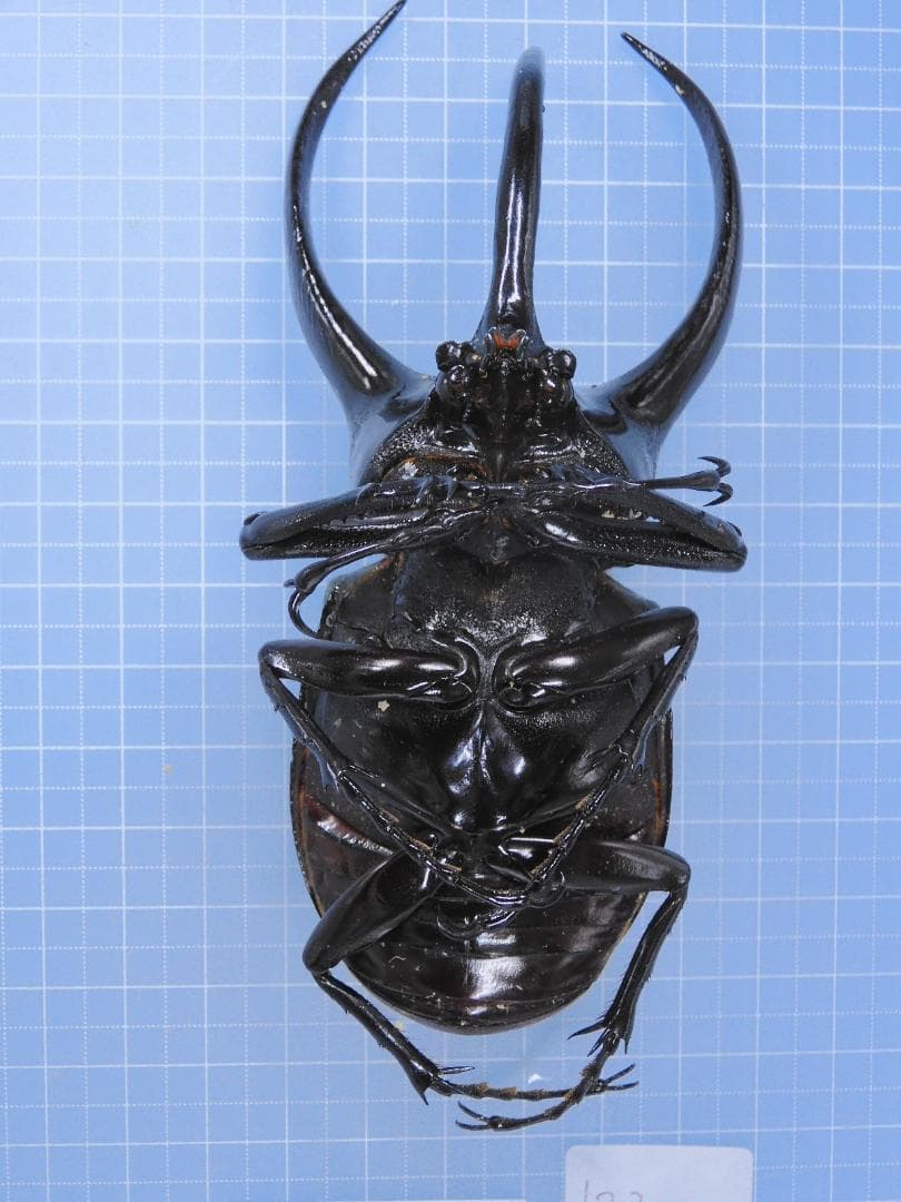 標本 Frrom Vietnam CCB 122mmX44mm