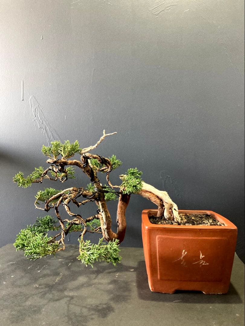糸魚川真柏盆栽 ☆山木、半懸崖☆