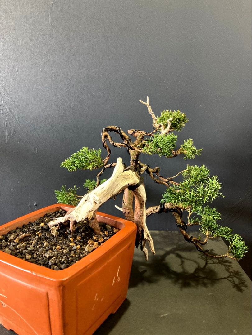 糸魚川真柏盆栽 ☆山木、半懸崖☆