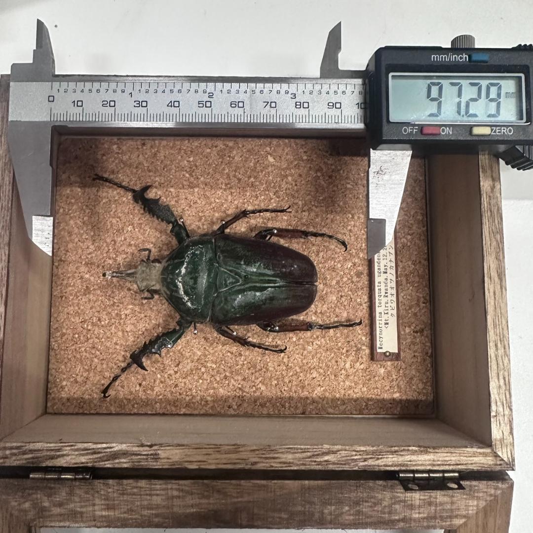 桐箱入り　　クビワオオツノカナブン 雄　オス　標本　　ルワンダ産