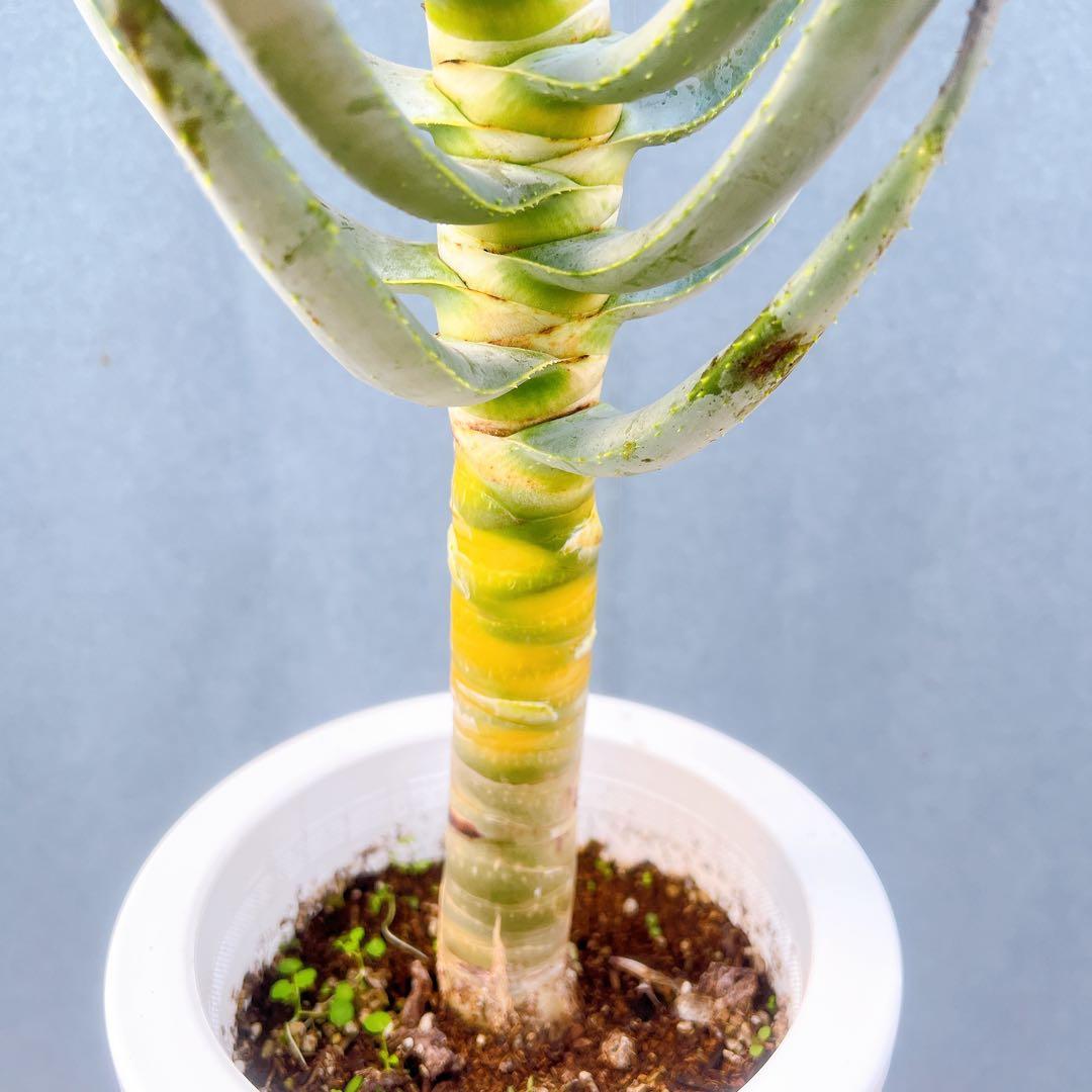 現品　アロエ　ディコトマ　19番　幹上がり　根上がり　多肉植物　ドライガーデン