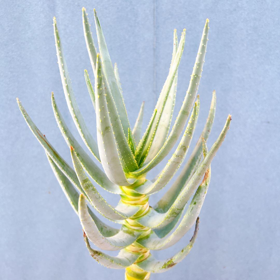 現品　アロエ　ディコトマ　19番　幹上がり　根上がり　多肉植物　ドライガーデン