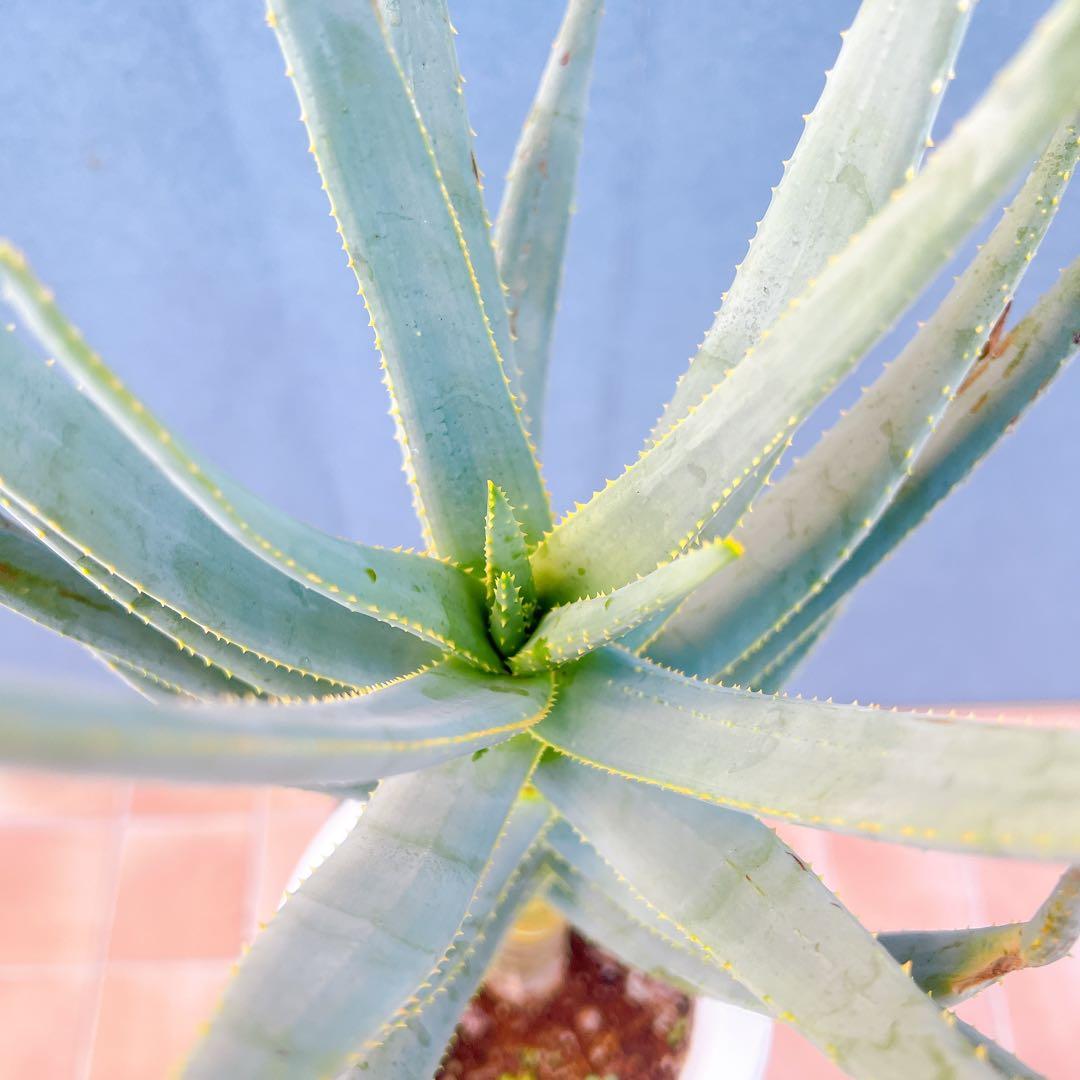 現品　アロエ　ディコトマ　19番　幹上がり　根上がり　多肉植物　ドライガーデン