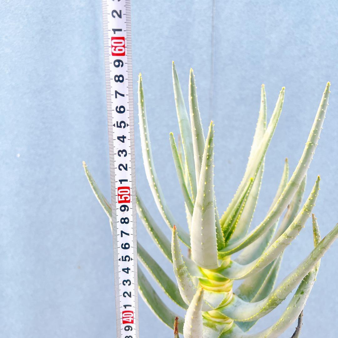 現品　アロエ　ディコトマ　19番　幹上がり　根上がり　多肉植物　ドライガーデン