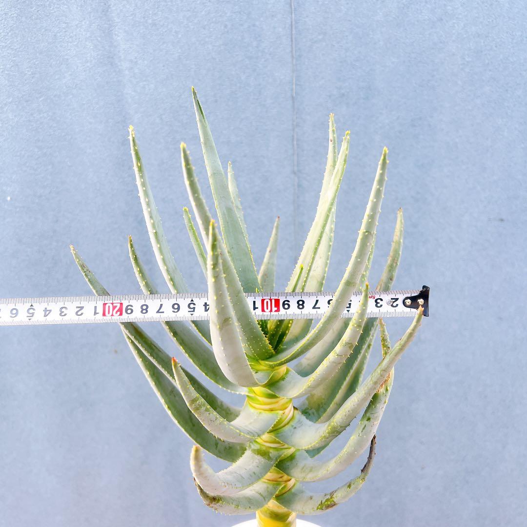 現品　アロエ　ディコトマ　19番　幹上がり　根上がり　多肉植物　ドライガーデン