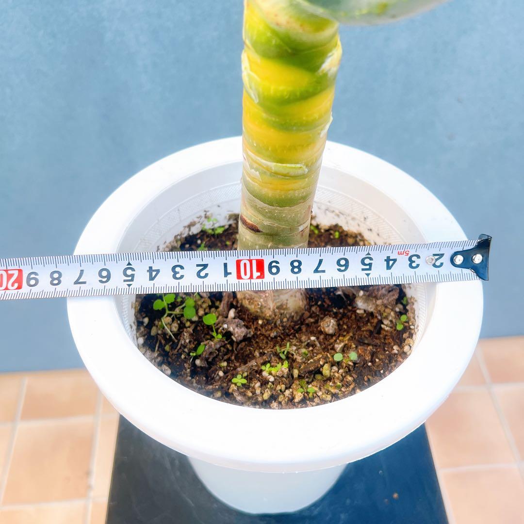 現品　アロエ　ディコトマ　19番　幹上がり　根上がり　多肉植物　ドライガーデン