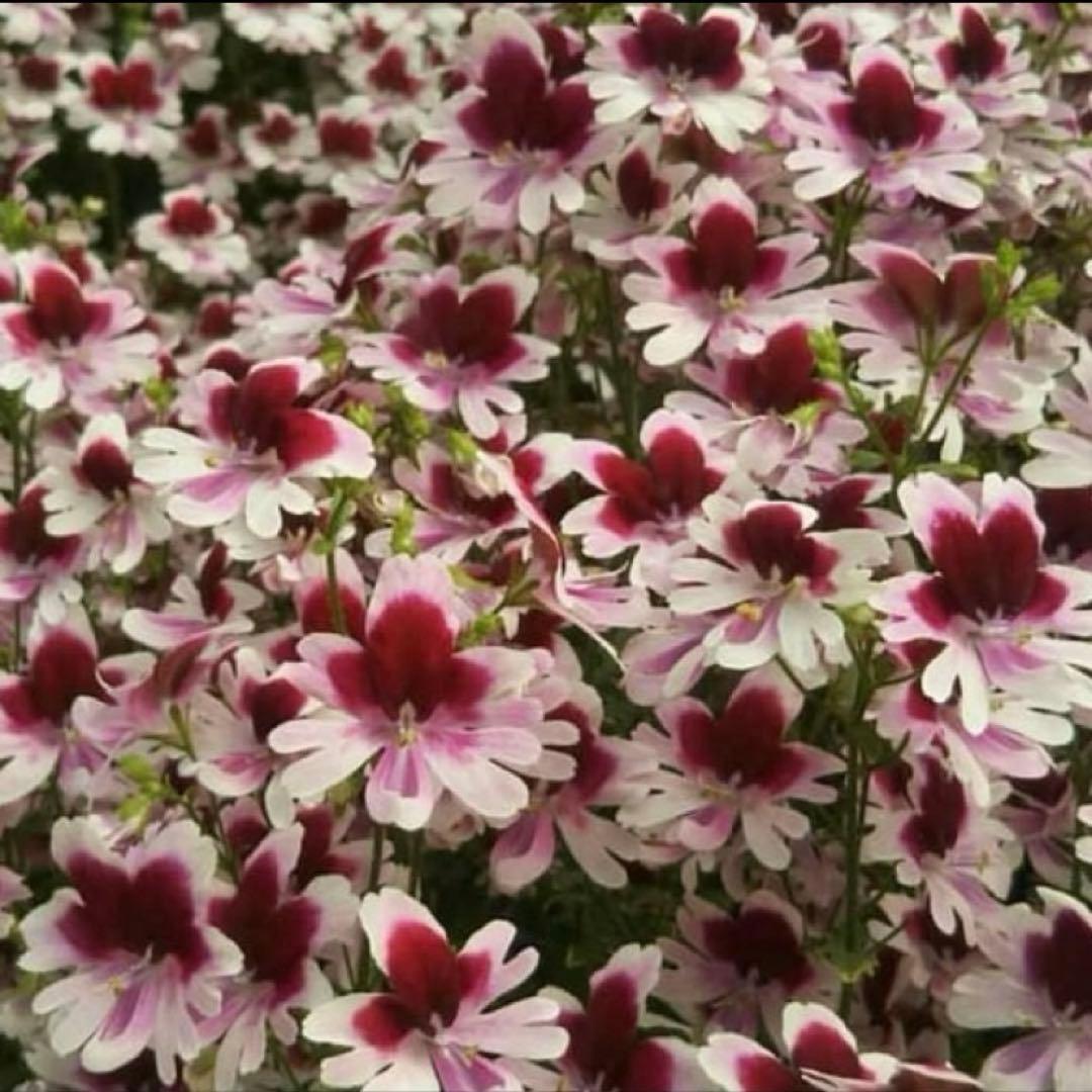 花 sakura-hana