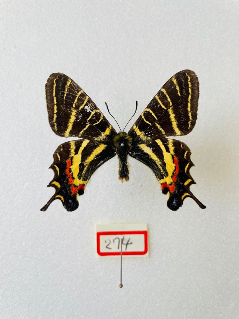 オナガギフチョウ（オス、中国陜西省）