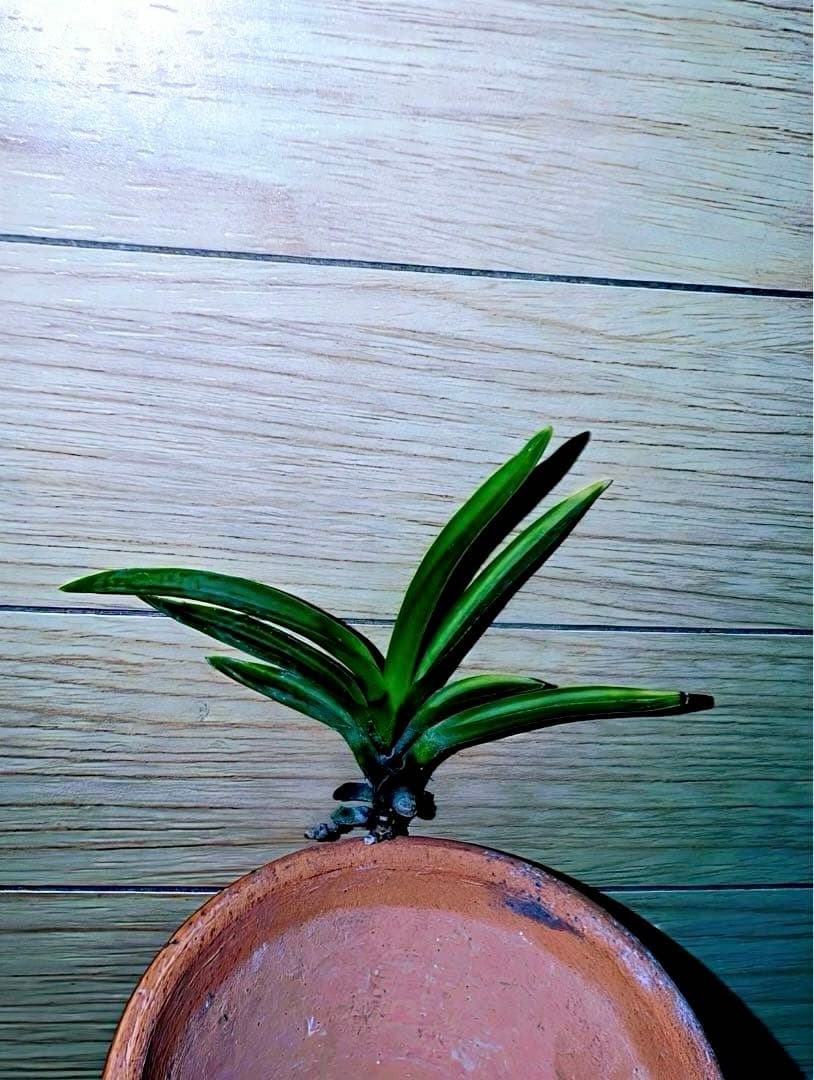 【年末特価品】富貴蘭「金牡丹黄縞」