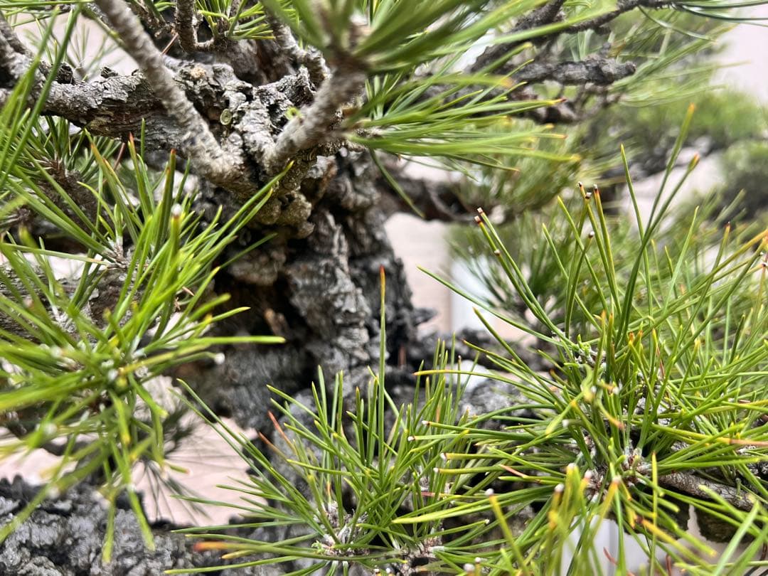 錦松　盆栽　岩石性