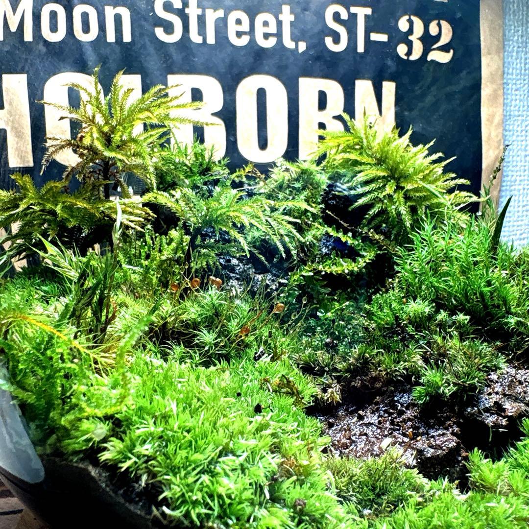 ❣️苔アート❣️溶岩石活着❣️苔リューム❣️一点物❣️完成品❣️送料込み❣️