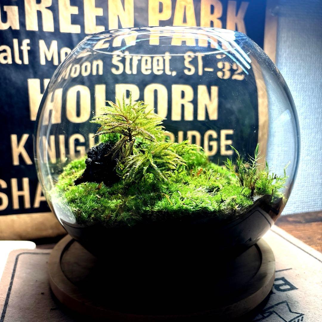 ❣️苔アート❣️溶岩石活着❣️苔リューム❣️一点物❣️完成品❣️送料込み❣️