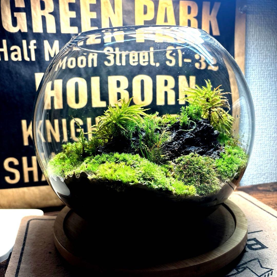 ❣️苔アート❣️溶岩石活着❣️苔リューム❣️一点物❣️完成品❣️送料込み❣️